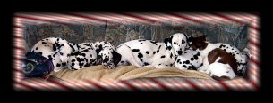 Wieviel Punkte passen auf ein Sofa...StarSwept Croc Hunter, Brown Sugar of Wolfcubs, Anubis of Wolfcubs, Naomi und Jack-Russell Rusty