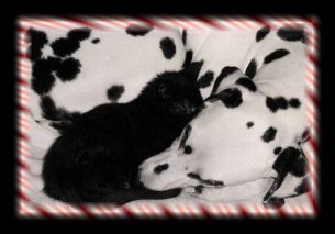 Aline und Minou die Schwarz-Wei�e Kuschelschlafliebe...