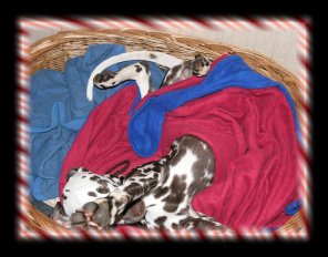 Immer diese Paparazzi...k�nnen Stars nicht einmal in ruhe schlafen.... Anu Januar 05