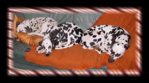 Aris, Alana und Mum Luna...und wir machen es uns auf unserem Sofa bequem.....Dezember 04