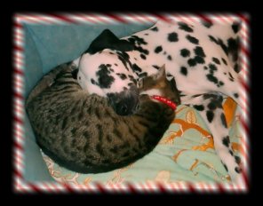 Ashanty....das neue Katzenkissen ist immer kuschelig warm....