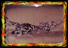 Nach dem Spielen ein Schl�fchen auf dem Sofa...Aziz im Januar 05
