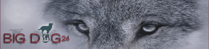 http://www.bigdog24.de