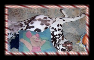 Herrlich endlich mal Platz auf dem Sofa.....Brown Sugar of Wolfcubs