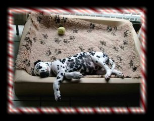 Coppolena vom Emsbachtal....so ein Bett ist doch sch�n....