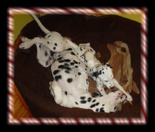 Dallas mit seiner Freundin Jamia....Hund Du schnarchst f�rchterlich.....