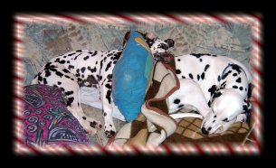 Das sich Anubis auch immer so breit machen muss...Anubis und Brown Sugar of Wolfcubs