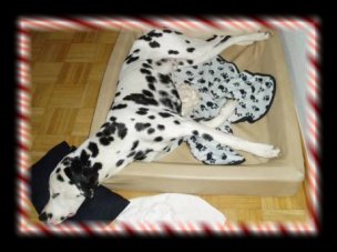 Herrchen...gab es das Bett nicht auch in Gross?????????